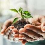 Effective solutions for common lawn and garden pests